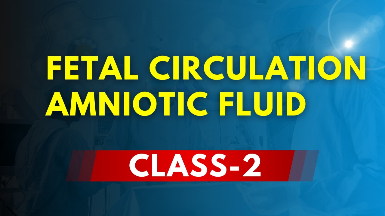 Fetal Circulation | Amniotic Fluid