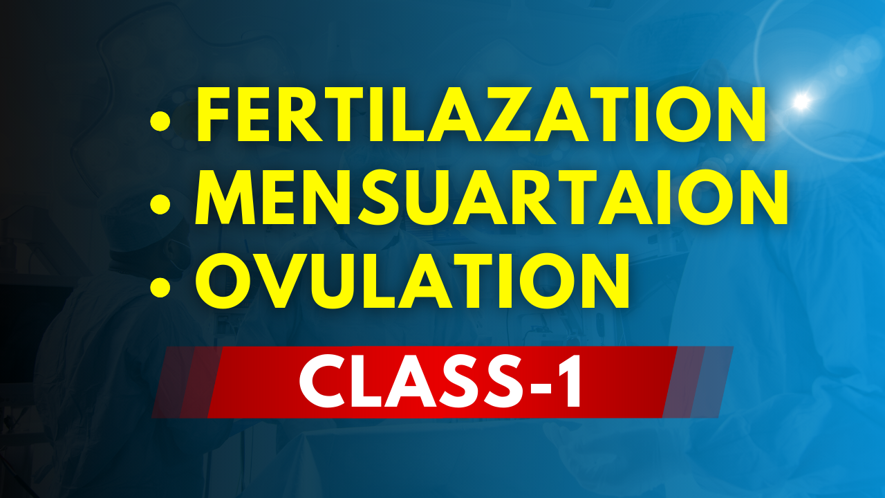 Fertilization | Ovulation | Mensuration Cycle